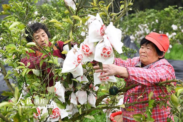 四川阆中：春见柑橘喜丰收