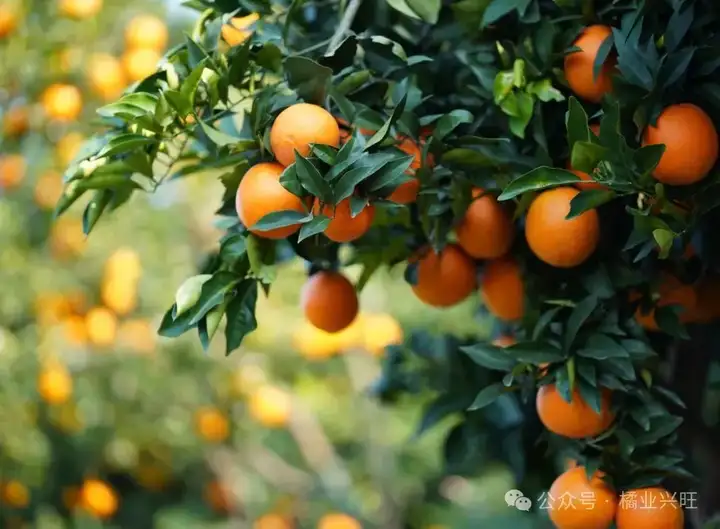 全国百强，奉节脐橙上榜